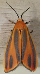 Hypoprepia miniata