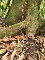 Microchilus