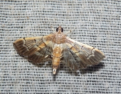 Salbia cassidalis