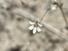Nemacladus matsonii