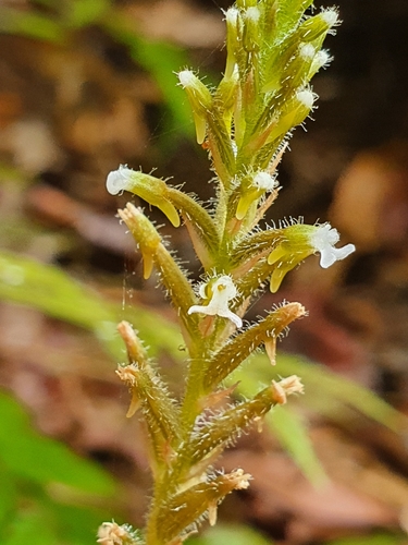 Microchilus familiaris