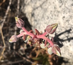 Dudleya saxosa aloides
