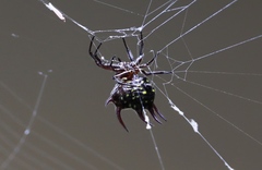 Gasteracantha curvispina