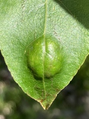 Taphrina populi-salicis
