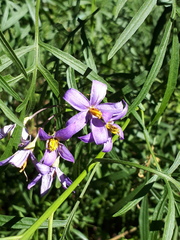 Solanum angustifidum