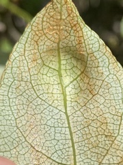 Taphrina populi-salicis