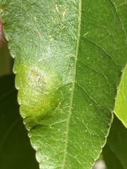 Taphrina populi-salicis