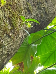 Epidendrum jamaicense