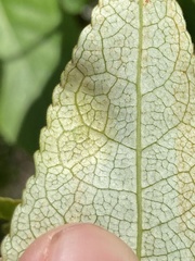 Taphrina populi-salicis