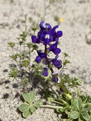 Lupinus odoratus