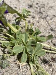 Lupinus odoratus