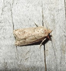 Agriophara colligatella