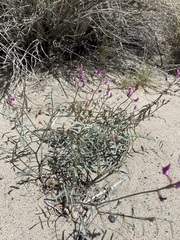 Astragalus casei