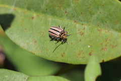 Disonycha bicarinata