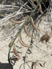 Astragalus casei