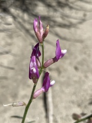 Astragalus casei