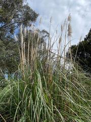 Cortaderia nitida