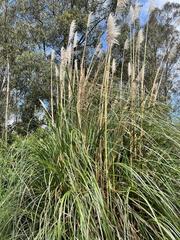 Cortaderia nitida