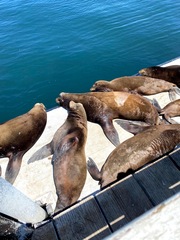 Zalophus californianus