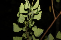 Senna pendula glabrata