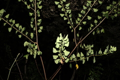 Senna pendula glabrata