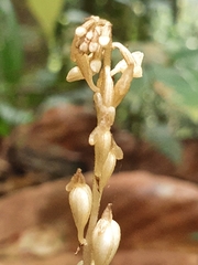 Wullschlaegelia calcarata