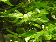 Cornus florida urbiniana