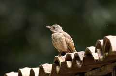 Turdus leucomelas