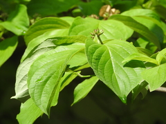 Cornus florida urbiniana