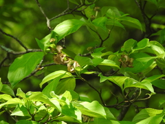 Cornus florida urbiniana