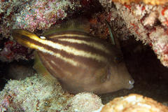 Orangespotted Filefish photo 3