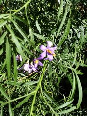 Solanum angustifidum