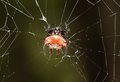 Gasteracantha curvispina