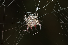 Gasteracantha curvispina