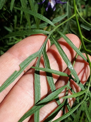 Solanum angustifidum