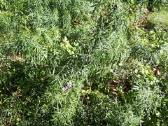 Solanum angustifidum