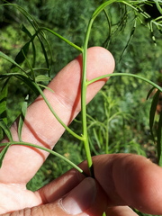 Solanum angustifidum