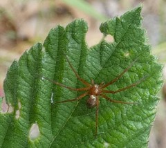 Philodromus marxi