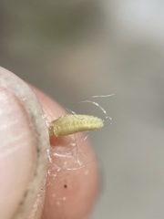 Glyptopleura marginata