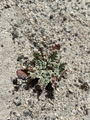 Glyptopleura marginata