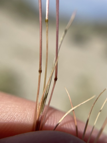 Image of Arabian Grass (Schismus arabicus) by (c) Matt Berger, some rights reserved (CC BY)