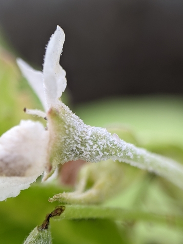 apple powdery mildew