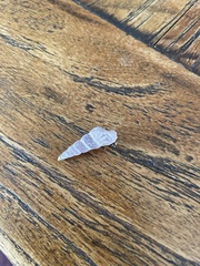 Zeacumantus lutulentus