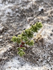 Nitrophila mohavensis