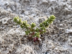 Nitrophila mohavensis