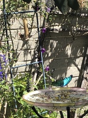 Haemorhous mexicanus