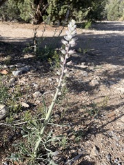 Caulanthus crassicaulis