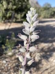 Caulanthus crassicaulis