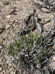 Cuniculotinus gramineus