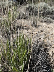 Cuniculotinus gramineus